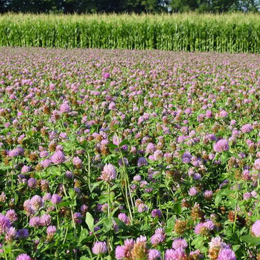Red Clover Seed