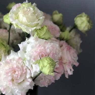 Lisianthus Seeds-Butterfly Coat