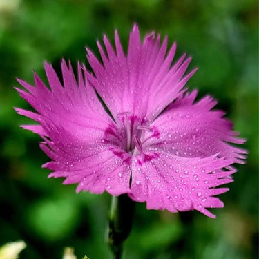 Carnation Seeds-Feathered Elegance