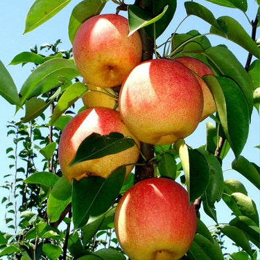 Red Pear
