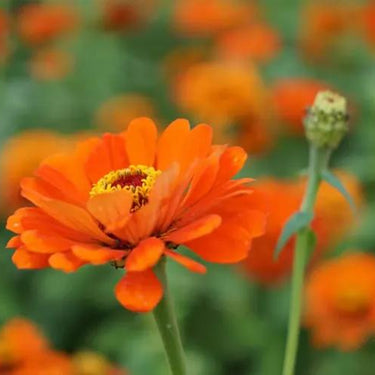 Zinnia Seeds-Preciosa Orange