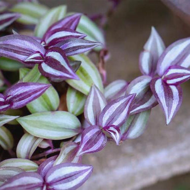 Tradescantia Zebrina'Purpusii'
