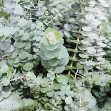Baby Blue Bouquet Improved Eucalyptus Seeds