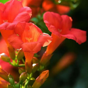 Campsis radicans Seeds