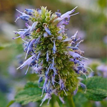 Korean Licorice Mint