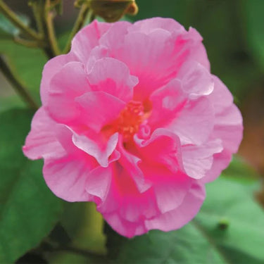 Hibiscus Seeds-Double-petal Red Cotton Rose