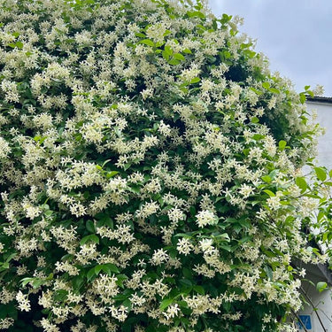 Star Jasmine Seeds