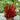 Japanese Blood Grass Seeds - ornamental grass reference image