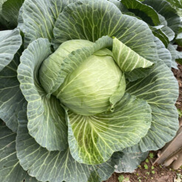 Cabbage Seeds
