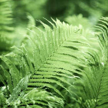 Fern, Ostrich