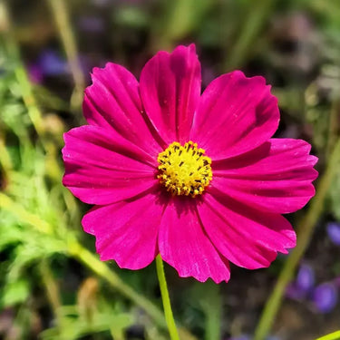 Cosmos Seeds - Dazzler