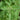 Tulsi - Holy Basil - Rama