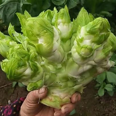 Baby Mustard Greens