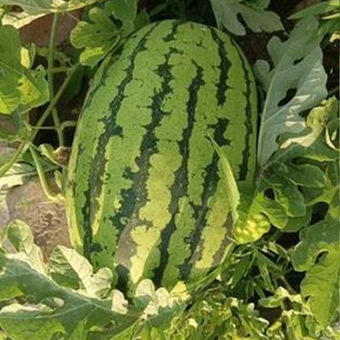 Jubilee Watermelon Seeds for Planting
