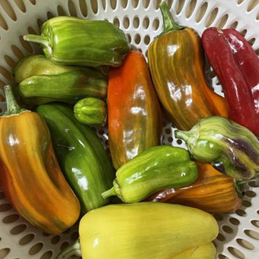 Sweet Pepper