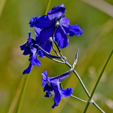 Delphinum Seeds-Astolat