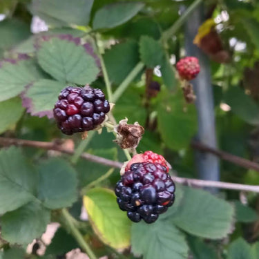 Raspberry Seeds