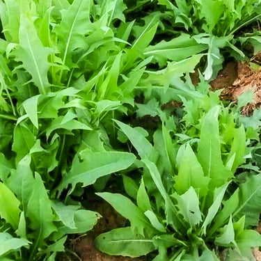 Dandelion Herb Seed