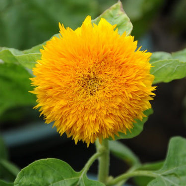 Sunflower Seeds-Teddy Bear