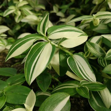 Tradescantia ZebrinaVar. Flocculosa