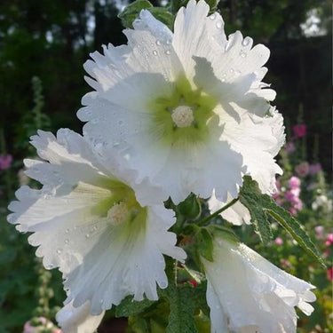 Hollyhock Seeds-Halo White
