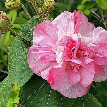 Hibiscus Seeds-Hundred Days of Splendor