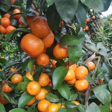 Satsuma Mandarin