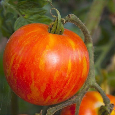 Green Zebra Tomato