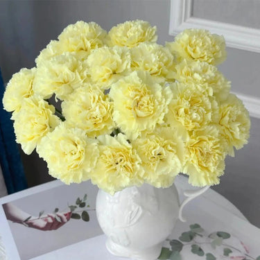 Carnation Seeds-Cream Yellow