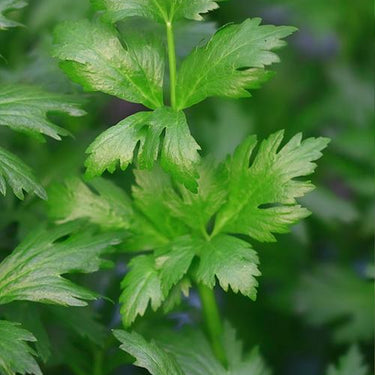 Parsley, Single Ltalian
