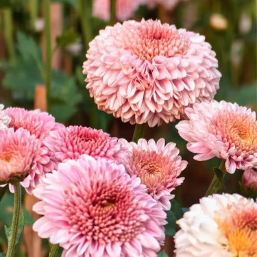 Zinnia Seeds – Candy Zinnia