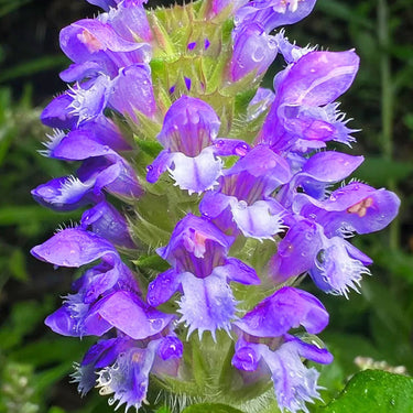 Prunella Vulgaris Seeds