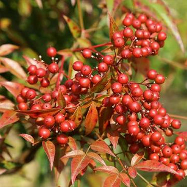 Round-Fruited Rowan