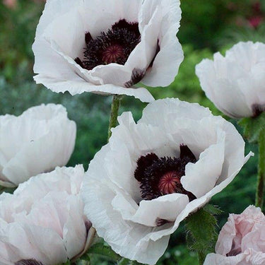 Papaver Rhoeas Seeds-Oriental Poppy · Royal Gown