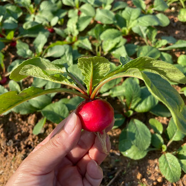 Cherry Radish