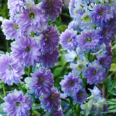 Delphinum Seeds-Sweet Sensation