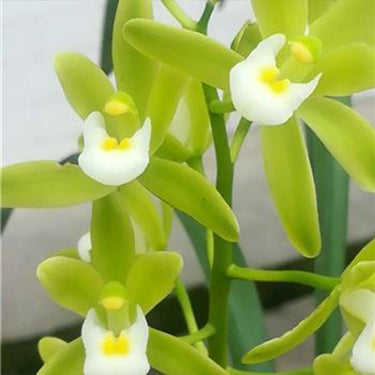 Cymbidium Floribundum