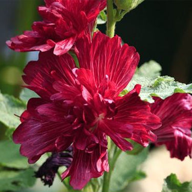 Hollyhock Seeds-Scarlet Flame