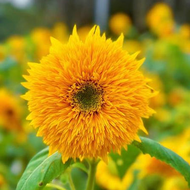 Sunflower Seeds-Teddy