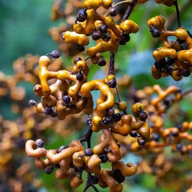 Japanese Raisin Tree