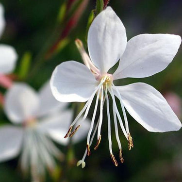 Gaura 'Whirling Butterflies'
