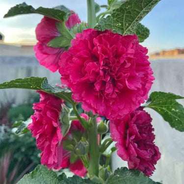 Double Hollyhock Seeds – Fuchsia Glow