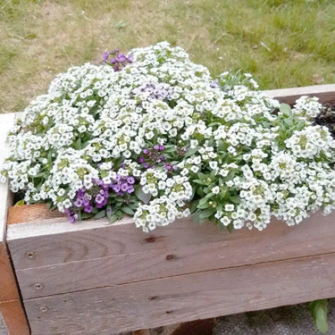 Sweet Alyssum Seeds - Tall White