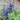 Salvia Salvia Farinacea Benth Seeds up to 50%
