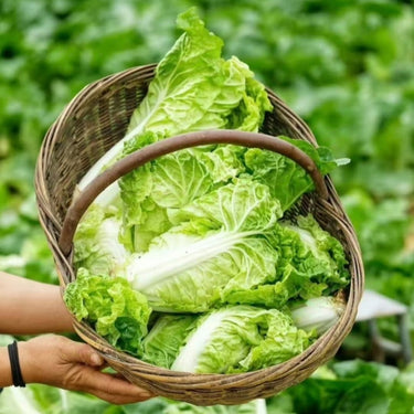 Cabbage Bilko F1 Organic