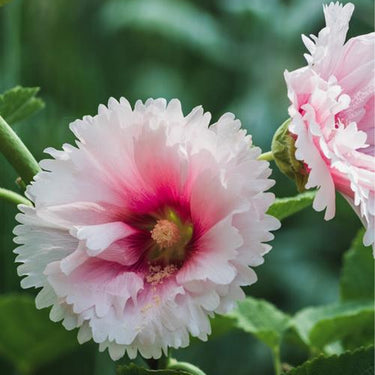 Hollyhock Seeds-Peaches 'n Dreams