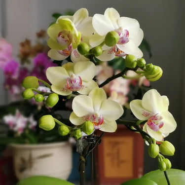 Pale Yellow Phalaenopsis with Pink Lip Seeds