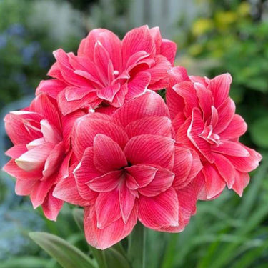 Hippeastrum Seeds-Double Dream