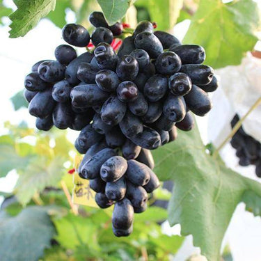 Rare Black Finger Grape Seed – Heirloom Organic Fruit Seeds