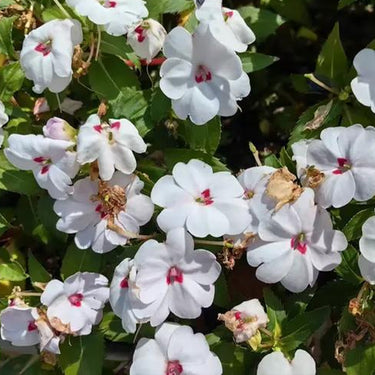 Solarscape White Shimmer Interspecific Impatiens Seeds
